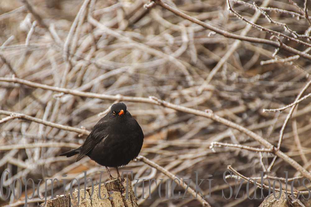 img-2884-3