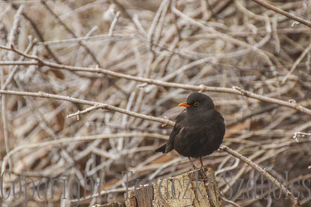 img-2887-3