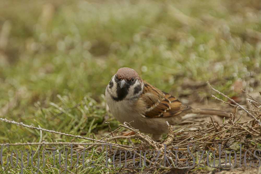 img-2906-1