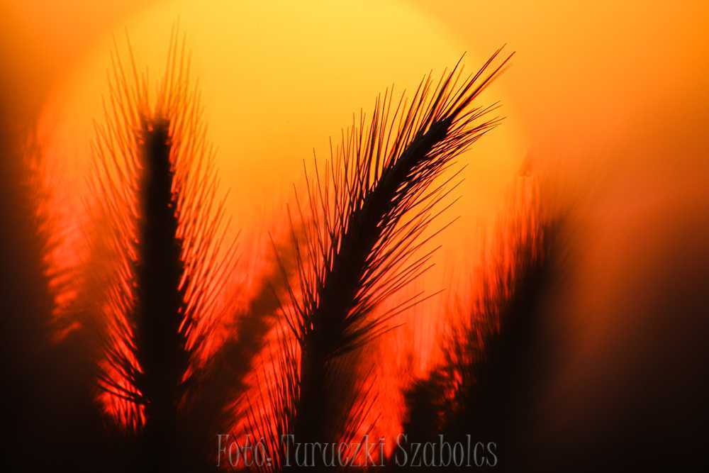 img-2923-1