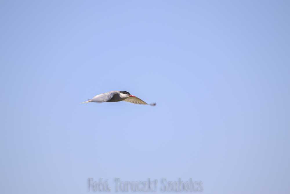 img-3072-1