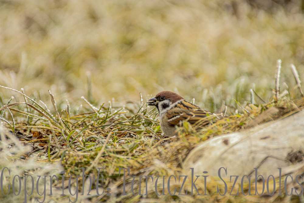 img-3144-2