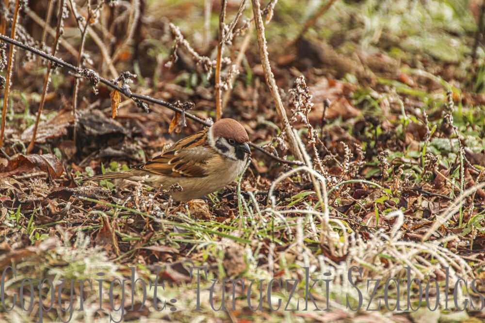 img-3151-4