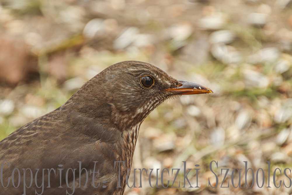 img-3239-2