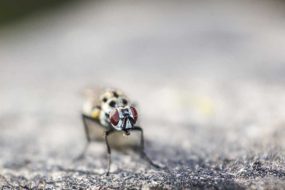 img-3296-1