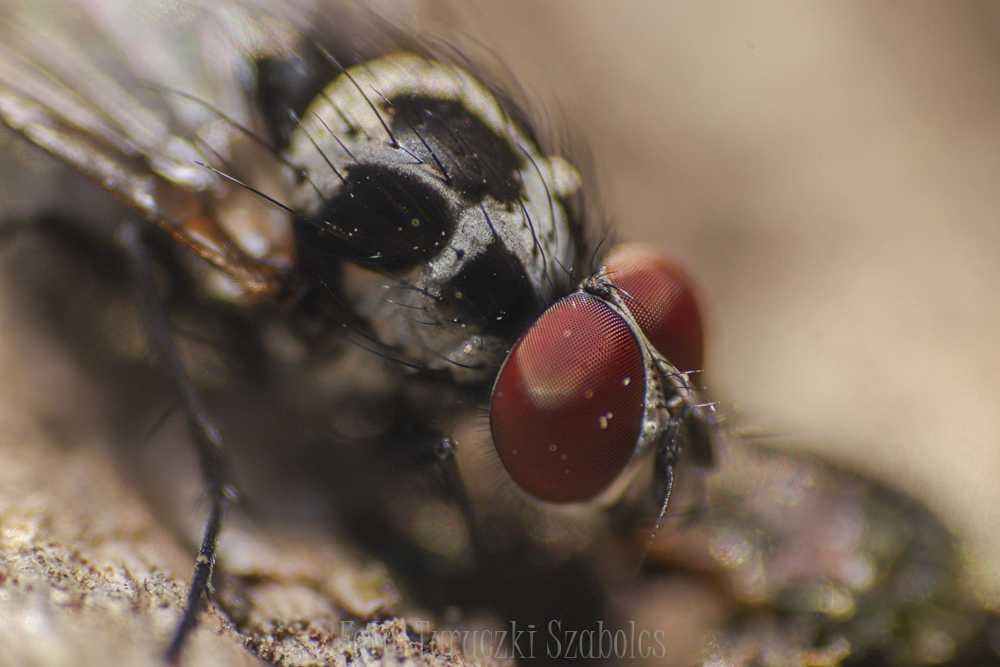 img-3342-1