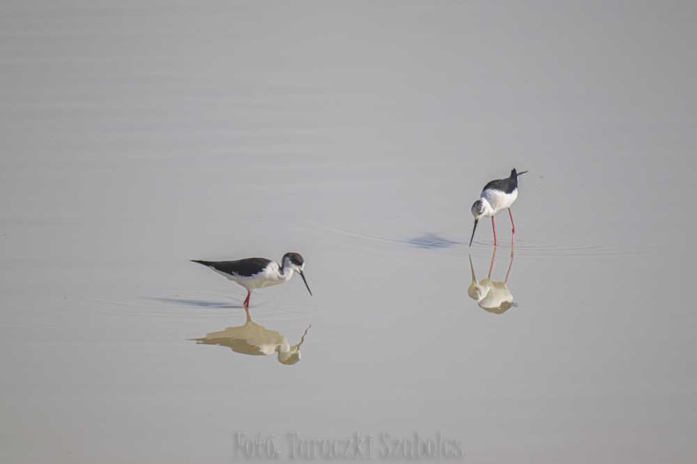 img-3529-1