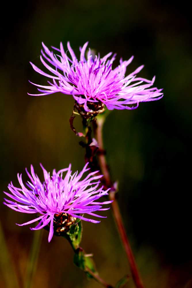 img-3721-1