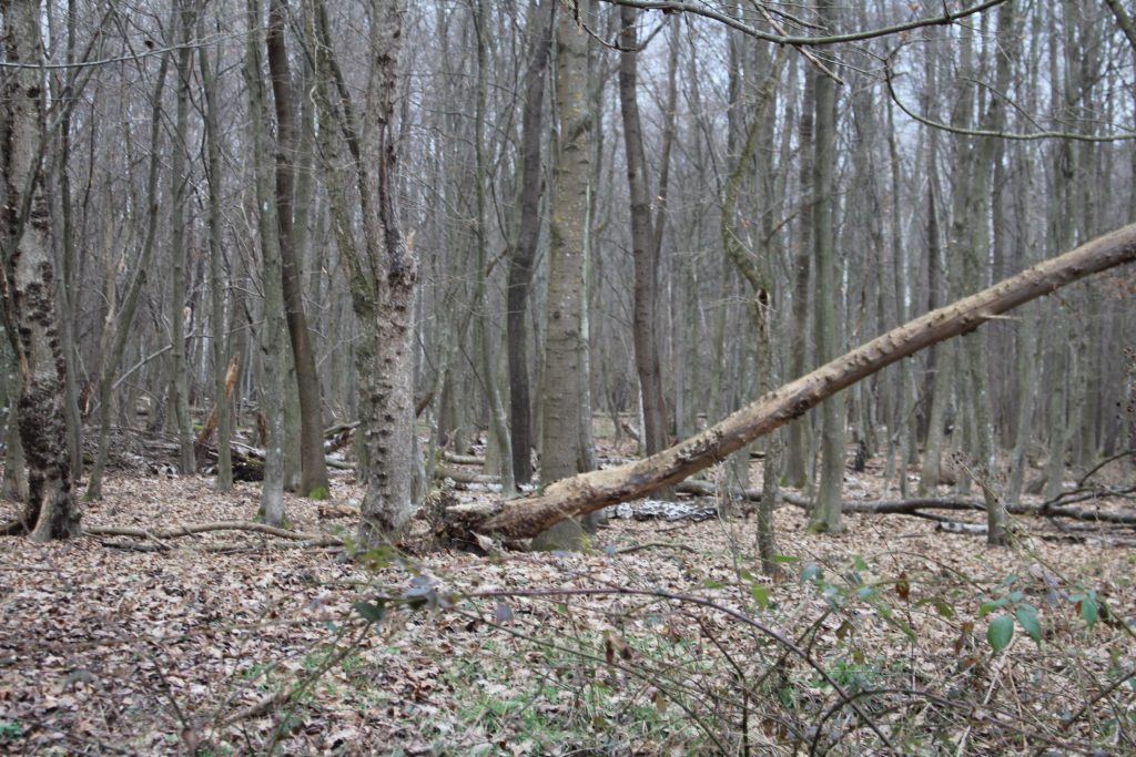 img-4019-scaled-2