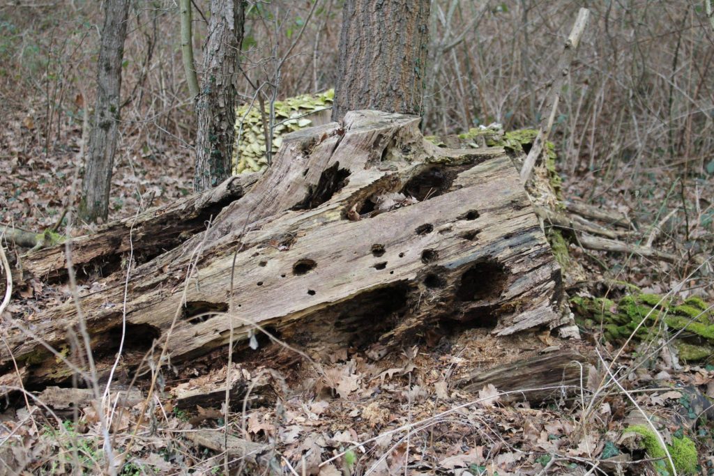 img-4032-scaled-4
