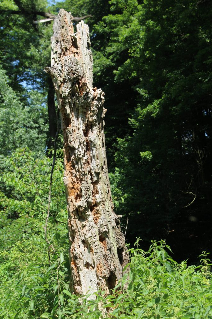 img-4628-scaled-2