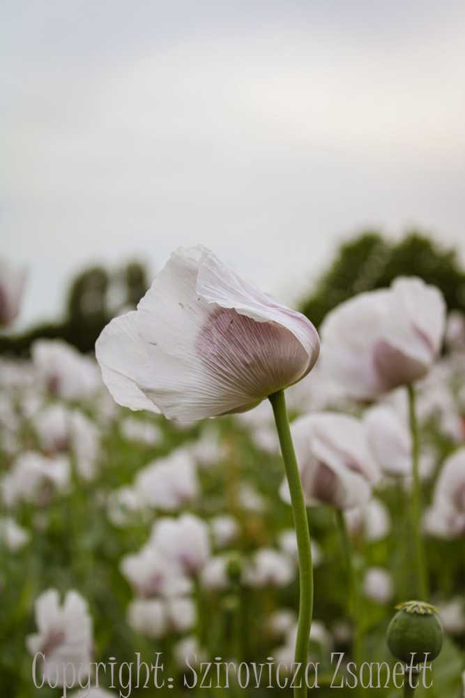 img-5706