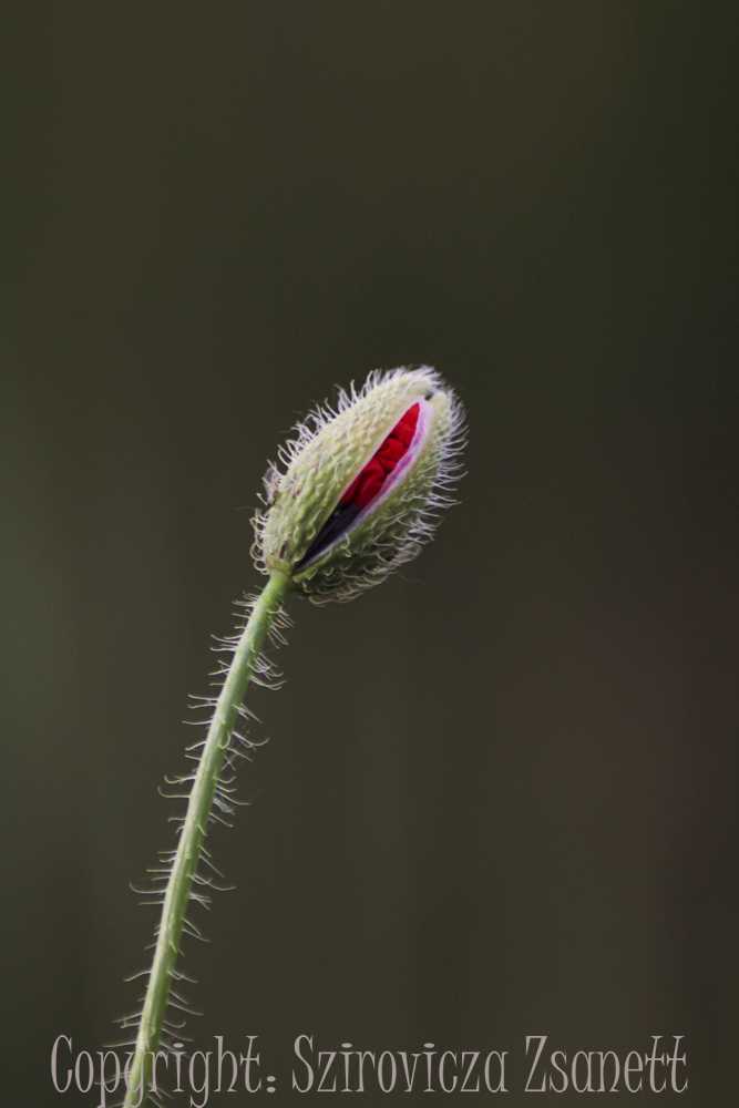 img-5755