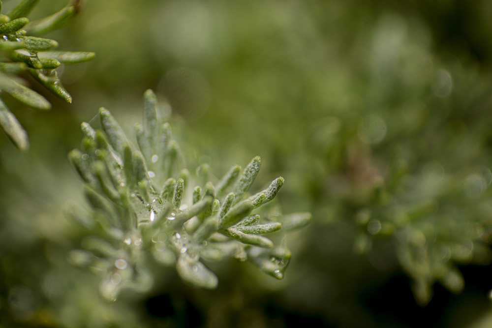 img-5796-1