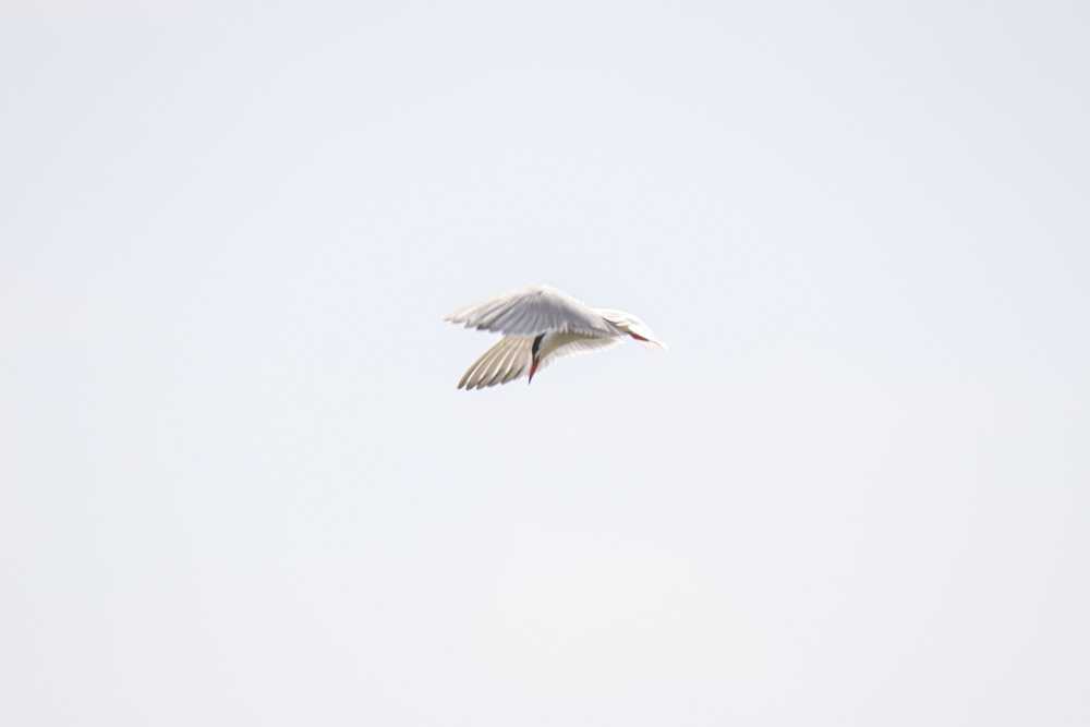 img-5942-1