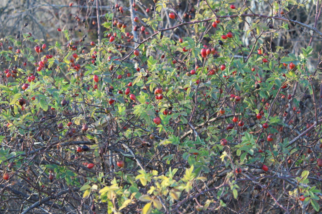 img-5944-scaled-1
