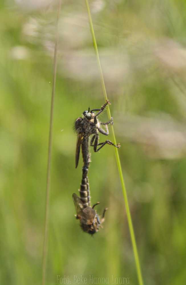 img-6177-8