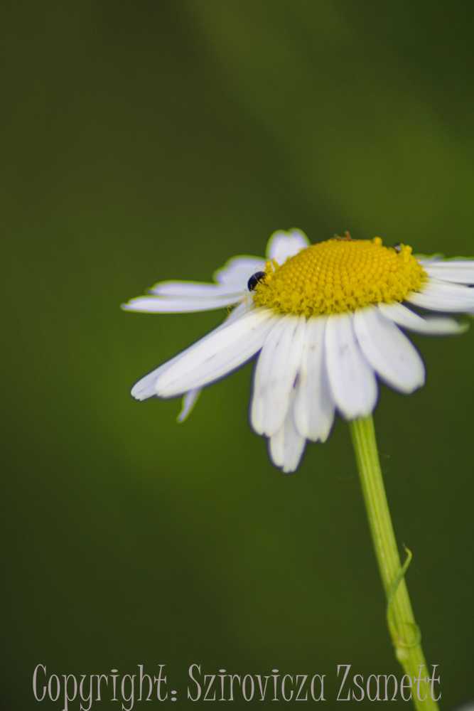 img-6217