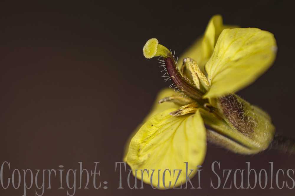 img-6225-1