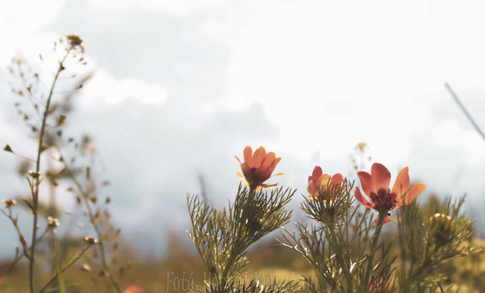 img-6247-1-2