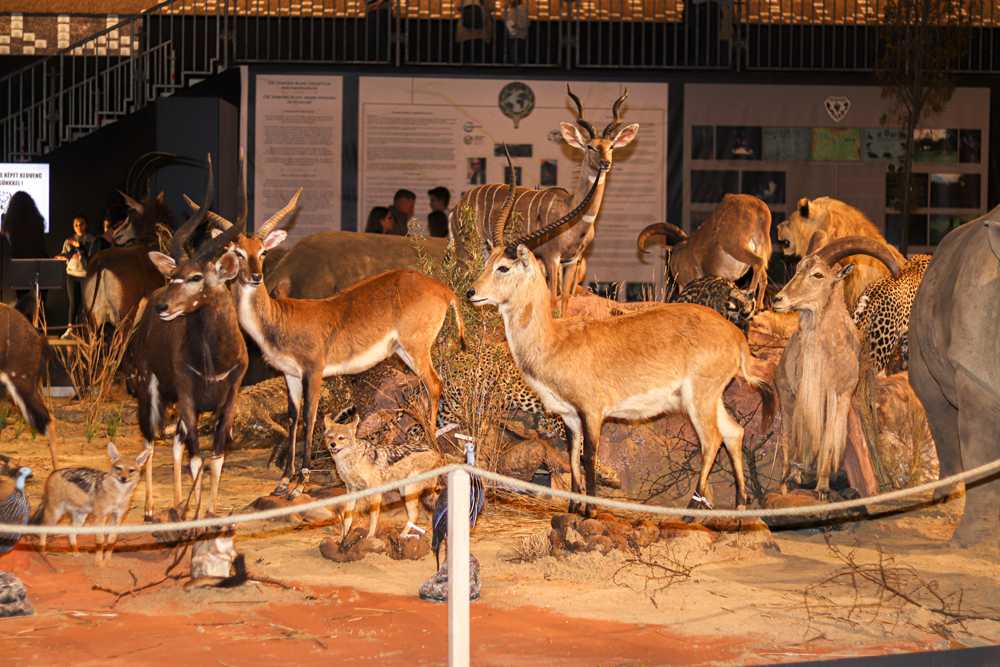 img-6265-9