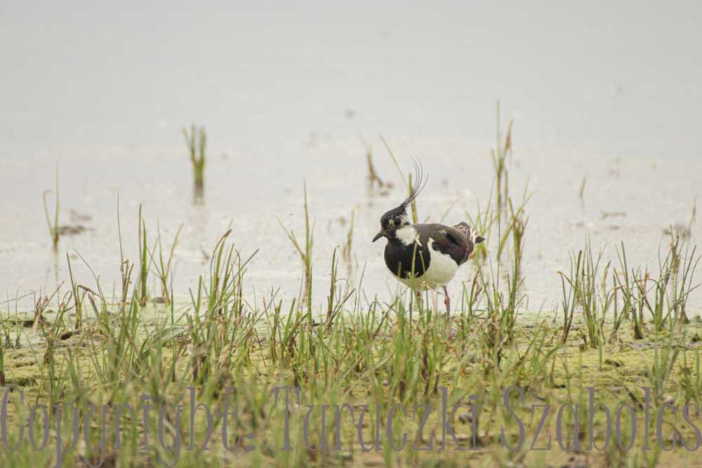 img-6309