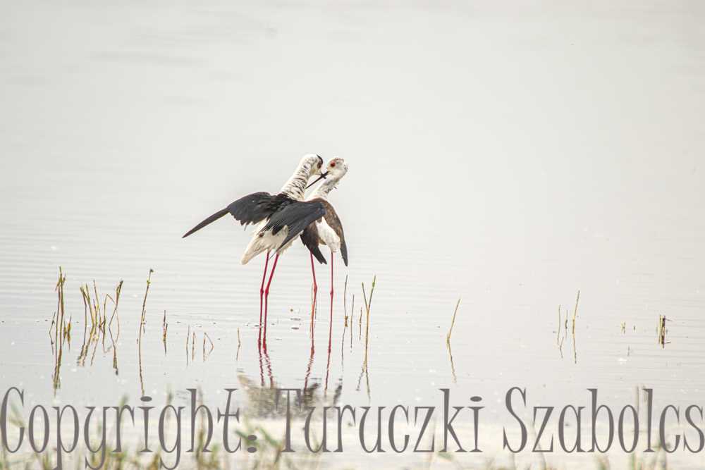 img-6427