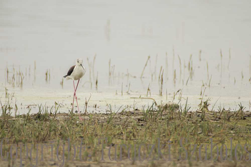 img-6465