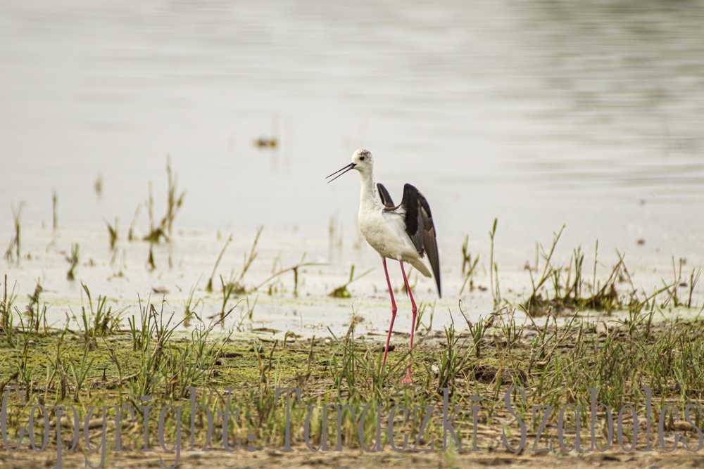 img-6513