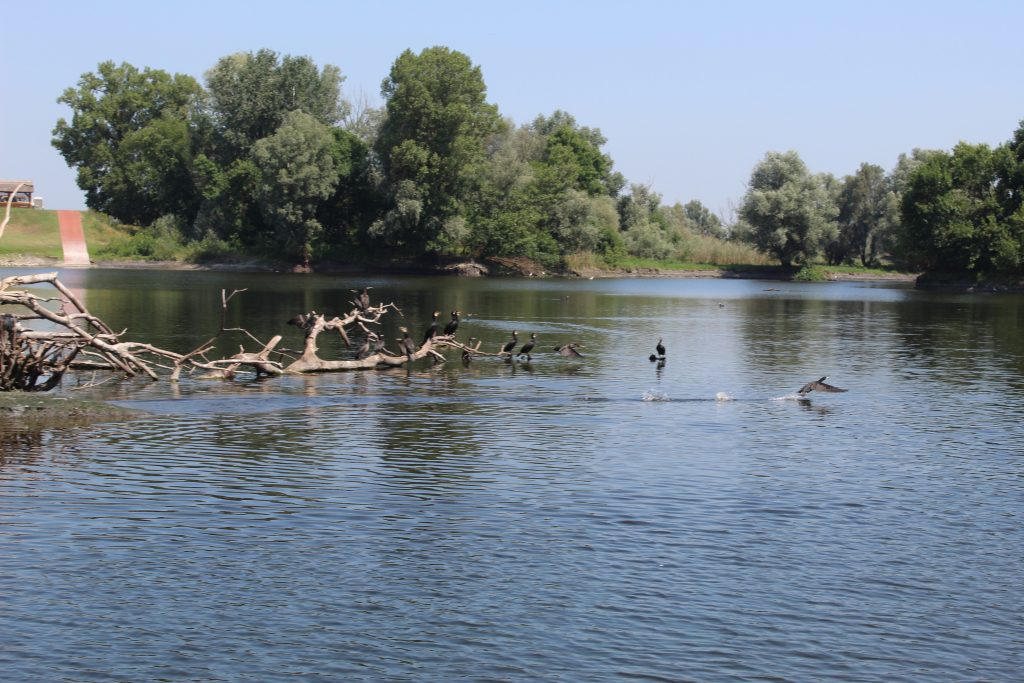 img-6620-4