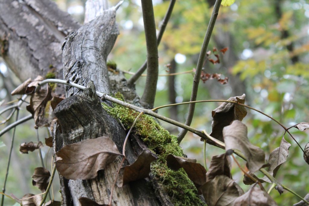 img-7675-1