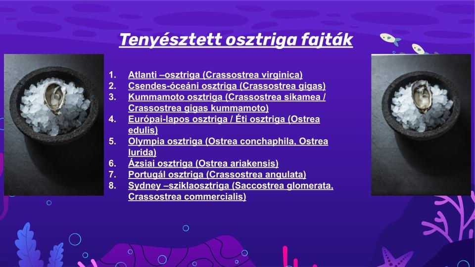 kagylo-garnela-tenyesztes-3-3