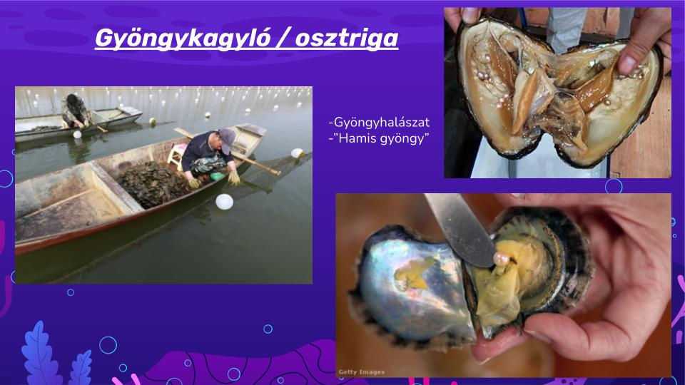 kagylo-garnela-tenyesztes-4-3