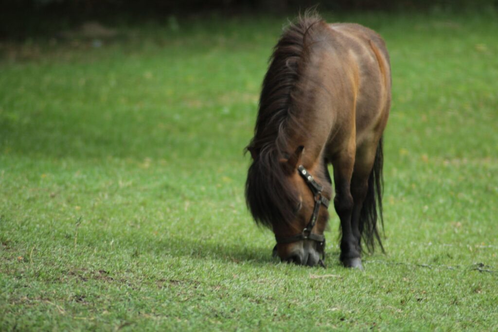 kecskemet-2018-06-20-szeged3023