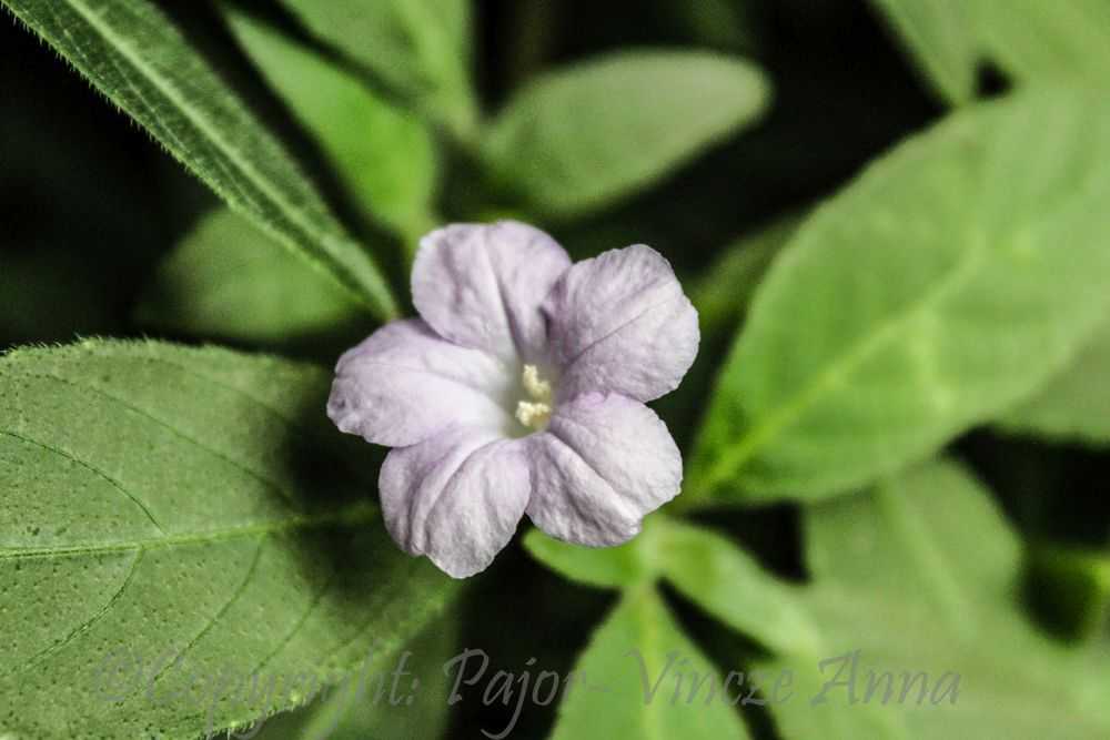 pajanna154