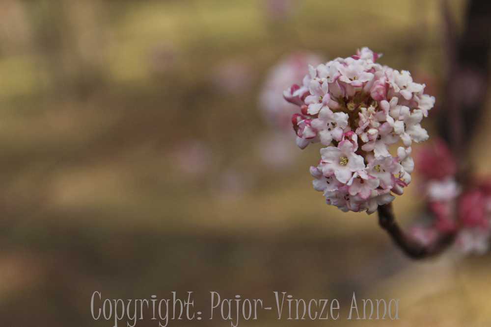 pajoranna005