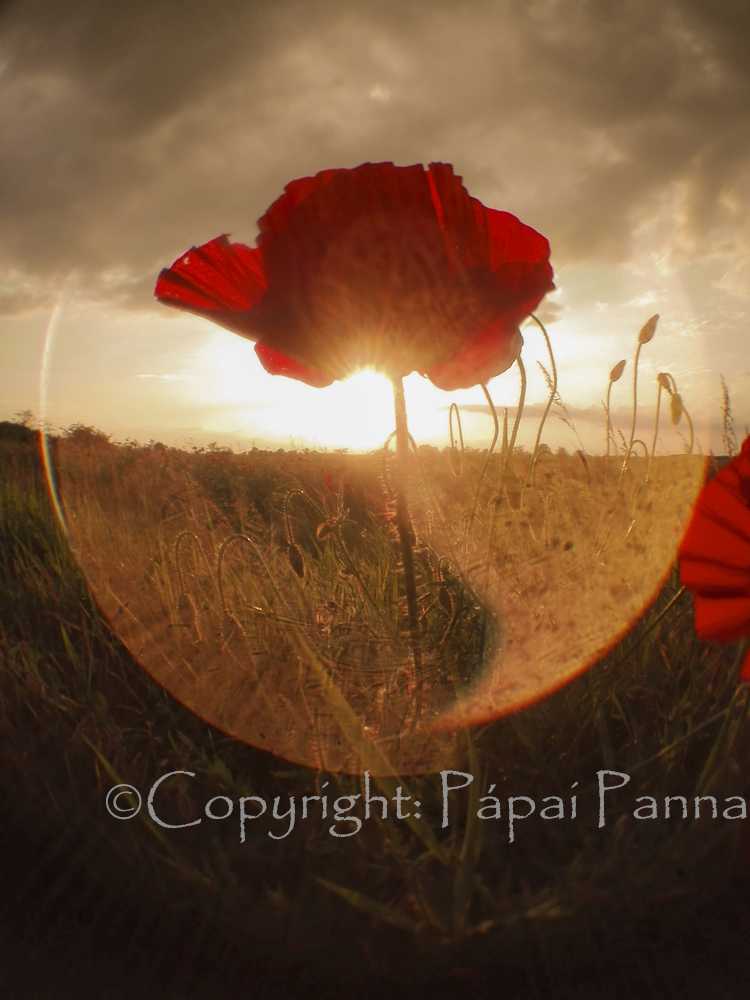panna-2