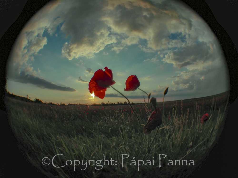 panna-3