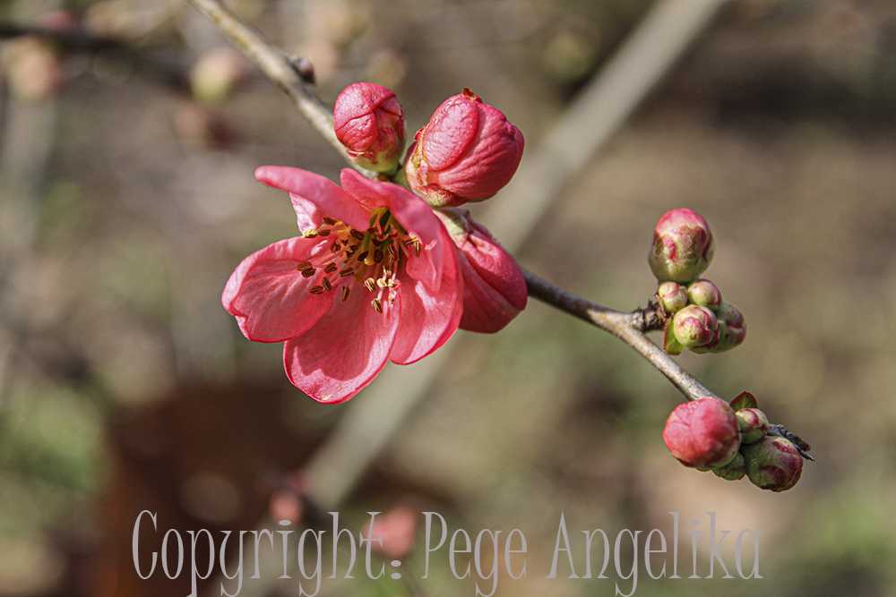 pege-angelika002