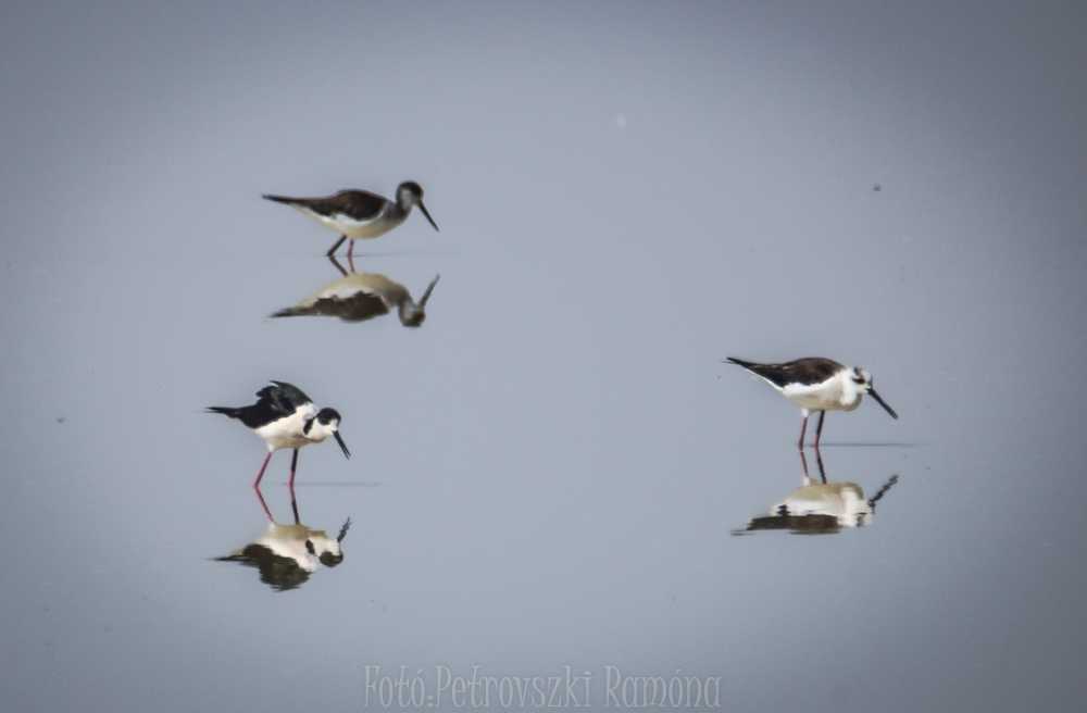 rami030-4