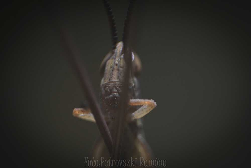 rami041-2