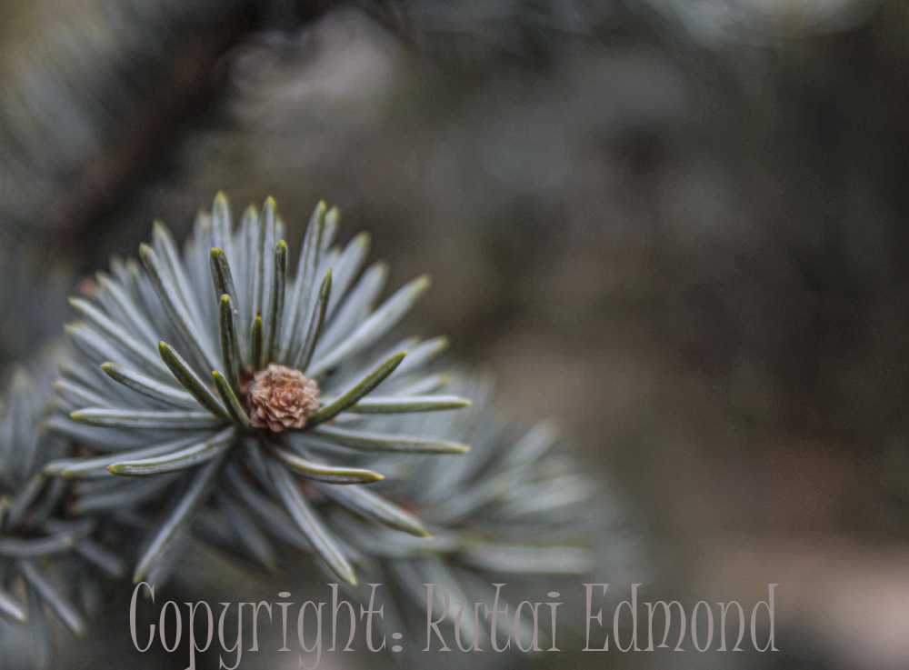 rutaiedmond001