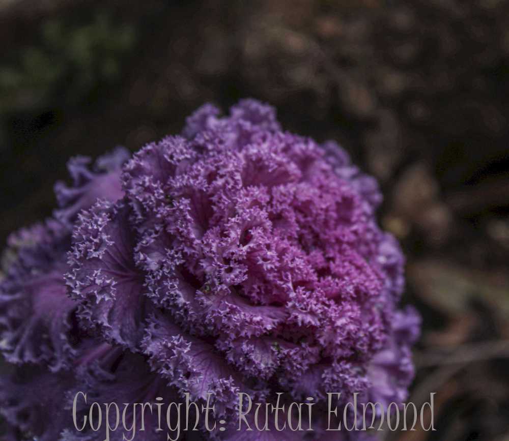 rutaiedmond005