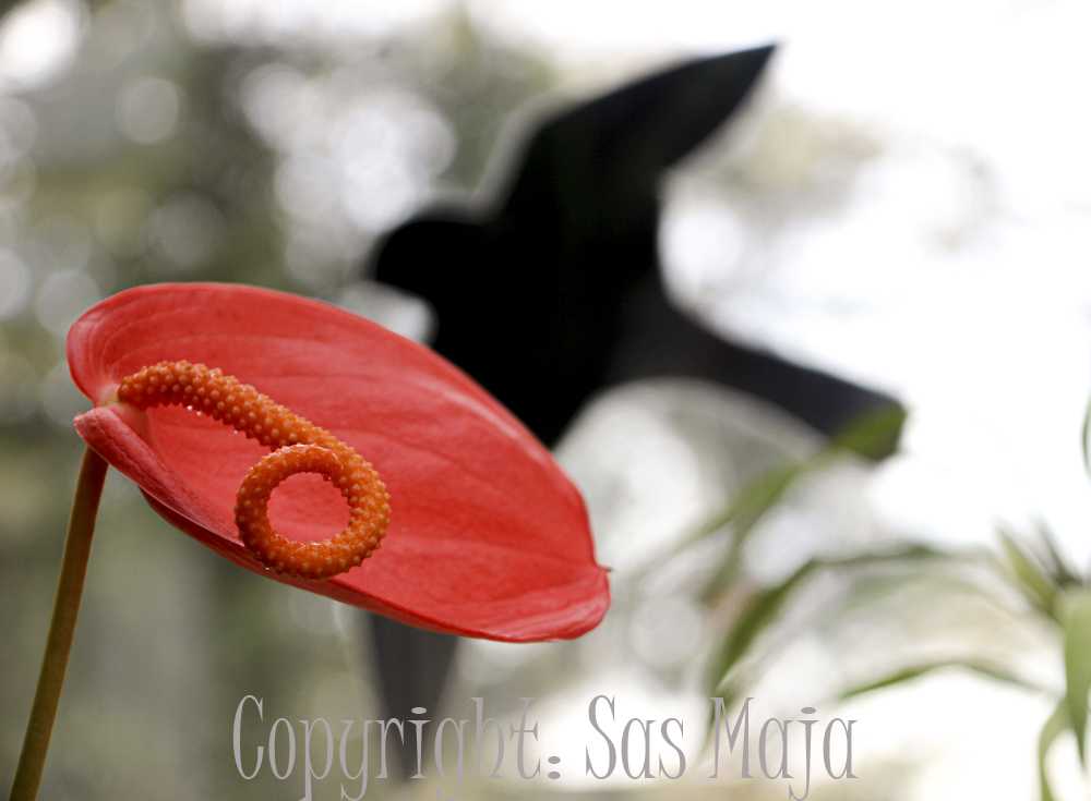 sas-maja-anna014