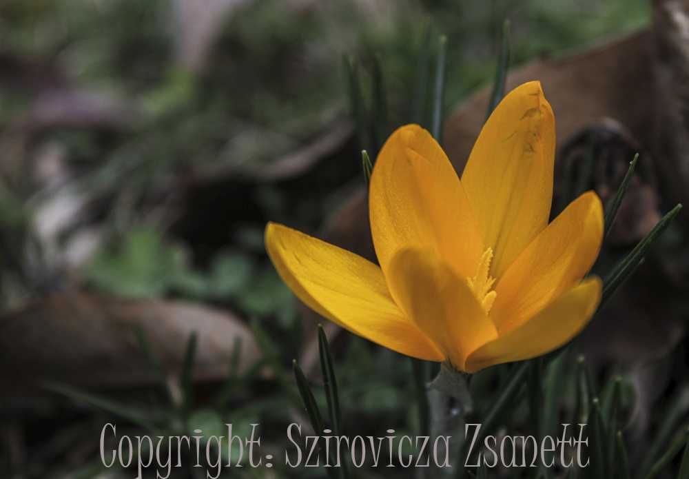 sziroviczazsani003