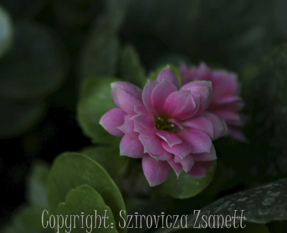 sziroviczazsani007