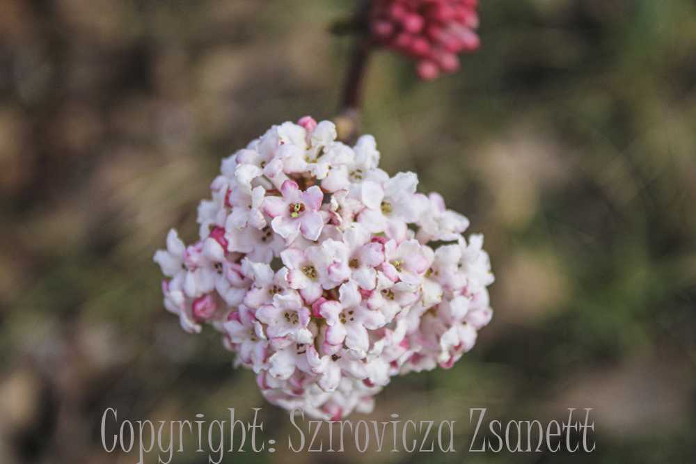 sziroviczazsani008