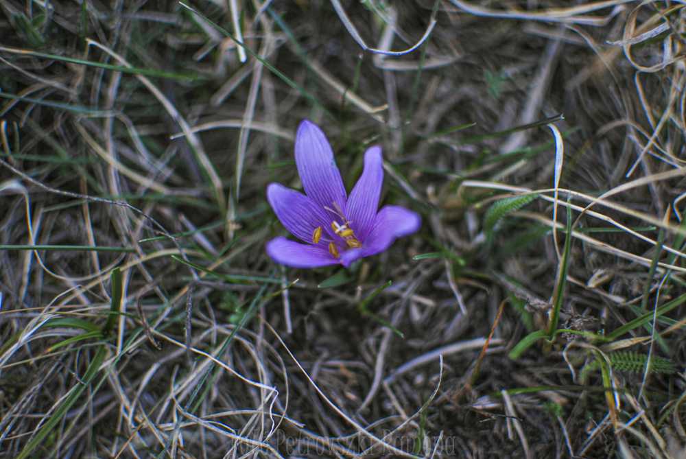 tarkasafranyos043-1