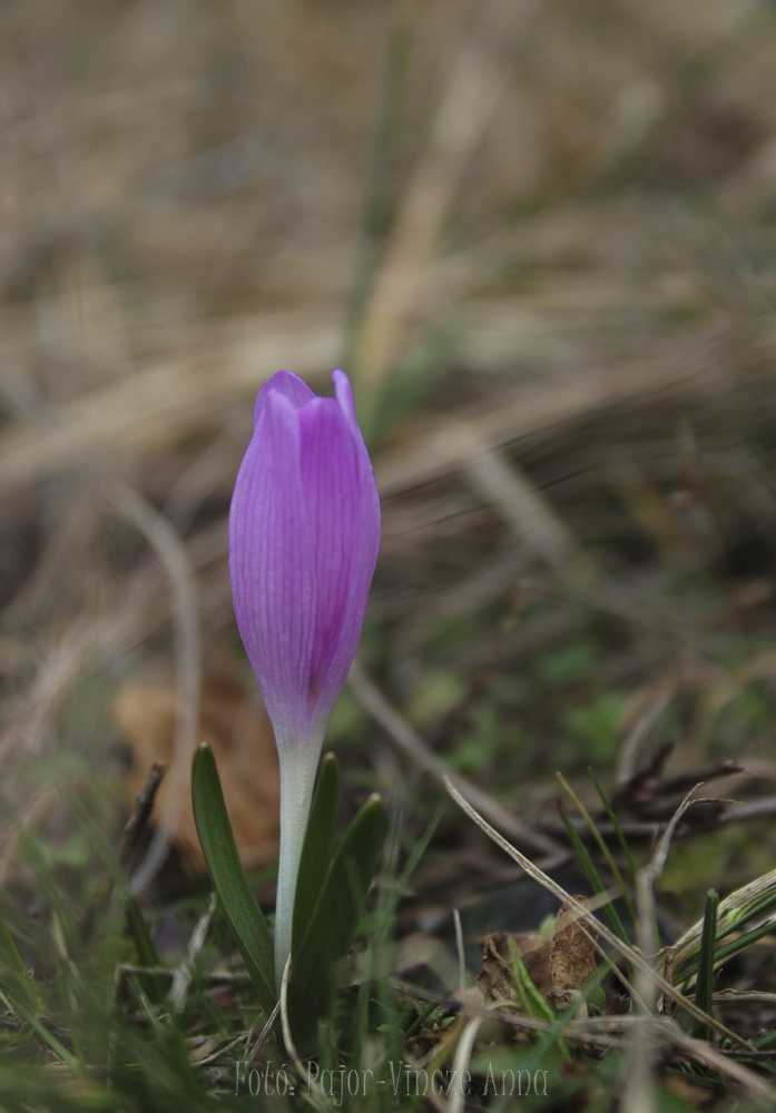 tarkasafranyos066-2