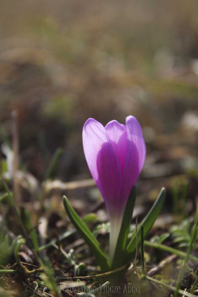 tarkasafranyos067-2